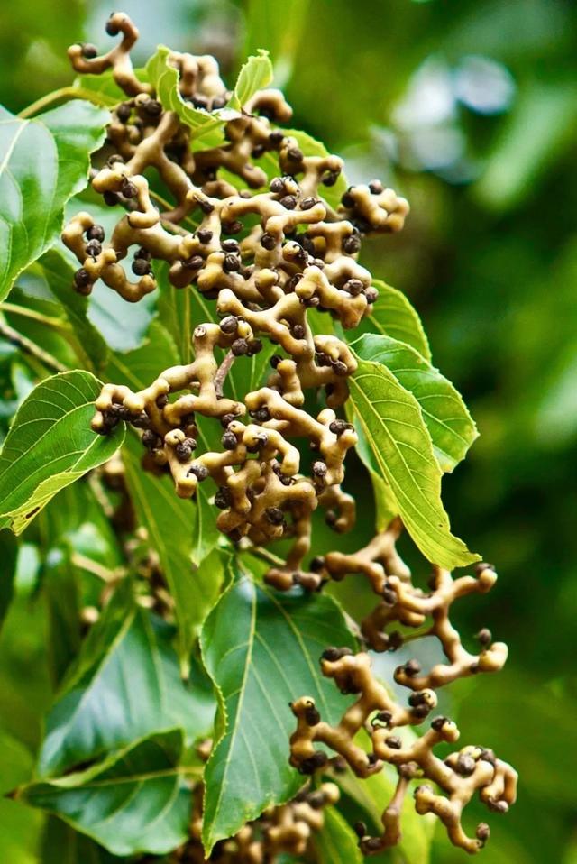 雪莲果图片，这13种水果因为名字被误解（雪莲果图片叶子图片）