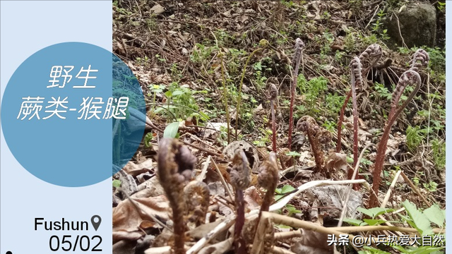 紫色菜杆是什么菜，紫色杆子的菜叫什么菜（猴腿儿菜都是紫色的吗）