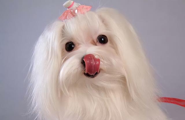 最适合家庭养的狗，十种最好养的狗狗（好养又温顺的5种狗）