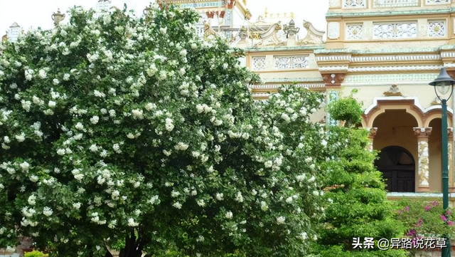 七里香花语，七里香花语象征与寓意（七里香：七里香歌好听）