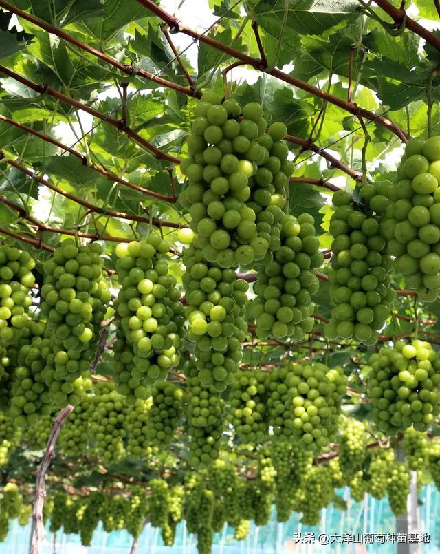 什么样的葡萄树适合院子里种，这几种适合庭院阳台种植的葡萄品种不仅果粒大口感甜而且易种植