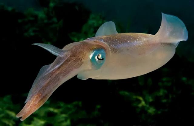 乌贼什么意思及解释,乌贼拼音怎么读(自然界的伪装大师——乌贼)_犇涌