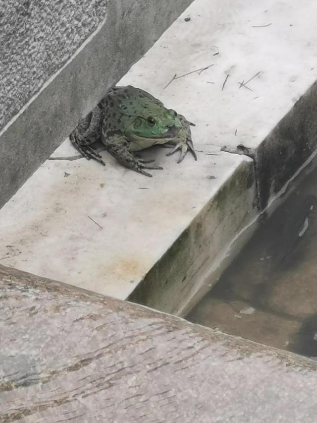 下雨了动物们都有什么样的表现，下雨的时候小动物会有哪些行为（雨后出没的小动物们）