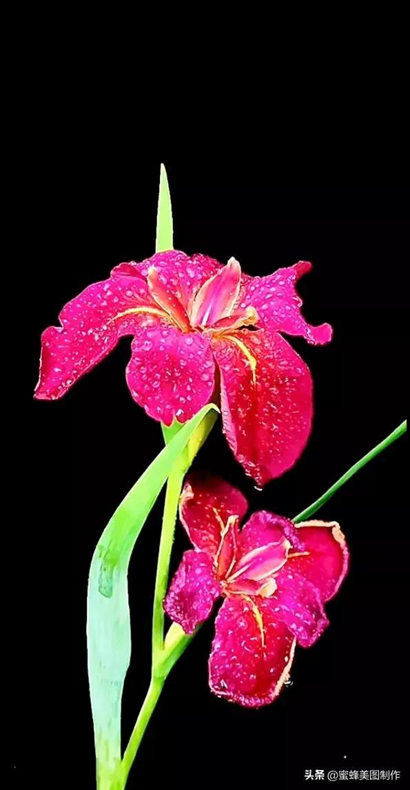 花草图片,一花一世界(花草图片自然风景)