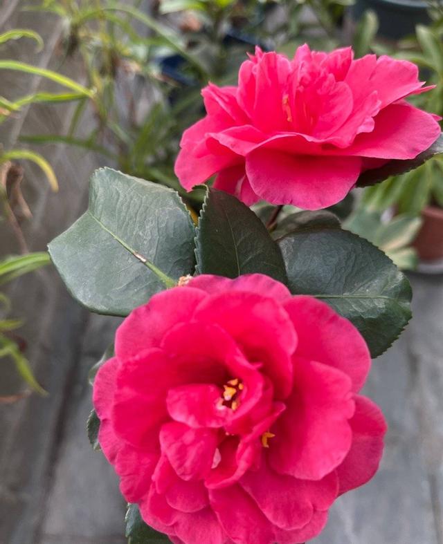 茶花树的养殖方法，花朵大、花期长、越冷越多花