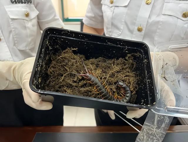 世界上最大的蜈蚣，世界最大的蜈蚣有多大（中国海关查获5条海外“巨型”蜈蚣）