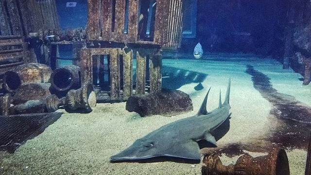 全球最好看水族馆，<三>南非德班UShaka海洋世界