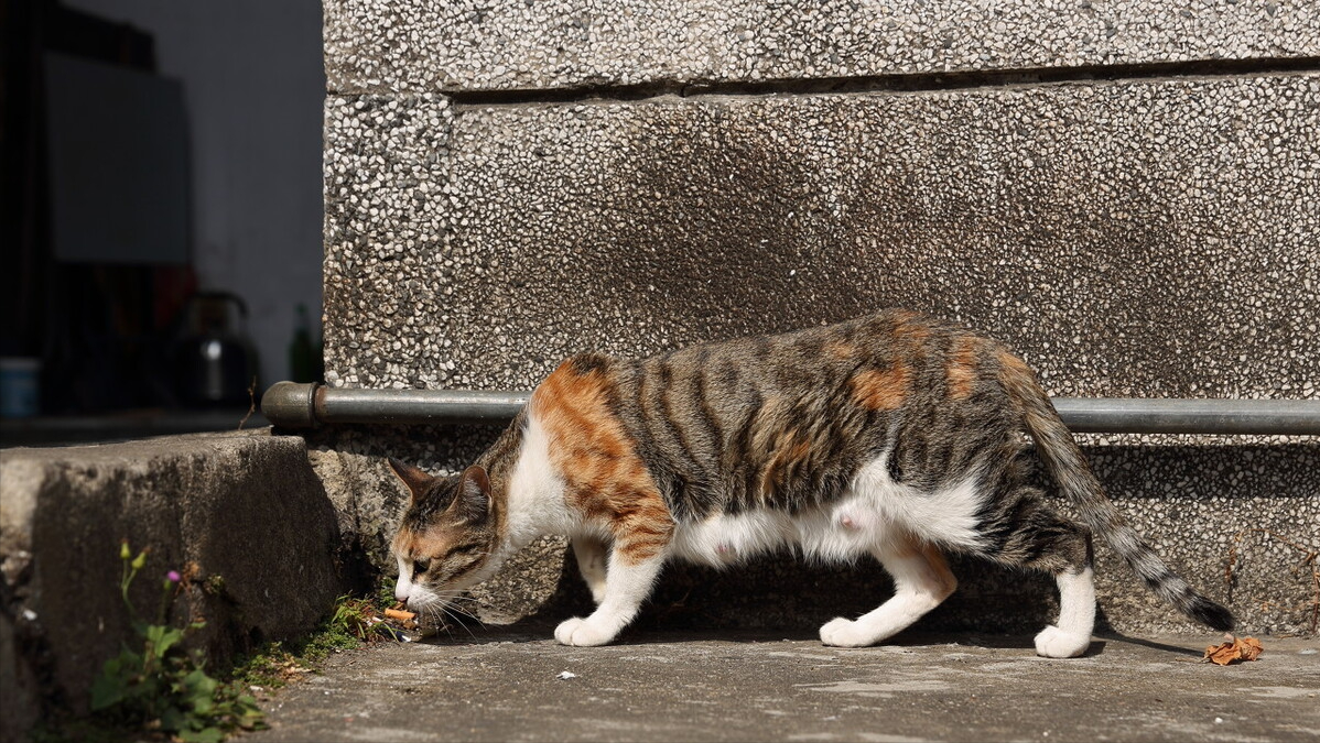 1,多给它梳理毛发虽然三花猫的毛发并不长,但是一