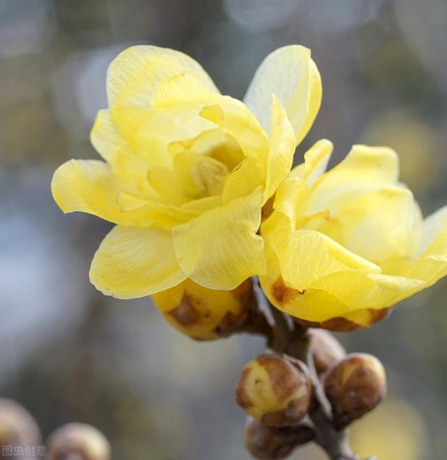 梅花的寓意是什么,梅花象征着什么的品质(梅花的寓意,你知道吗)