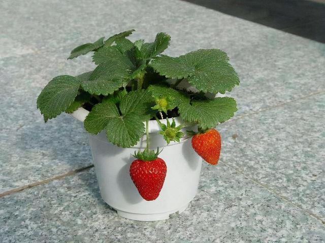 草莓盆栽怎么养，各种盆栽草莓的种植方法（家庭盆栽草莓的种植方法）
