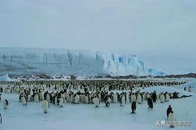 南极常年平均温度是多少，你知道南极平均温度多少吗（企鹅为啥活得有滋有味）