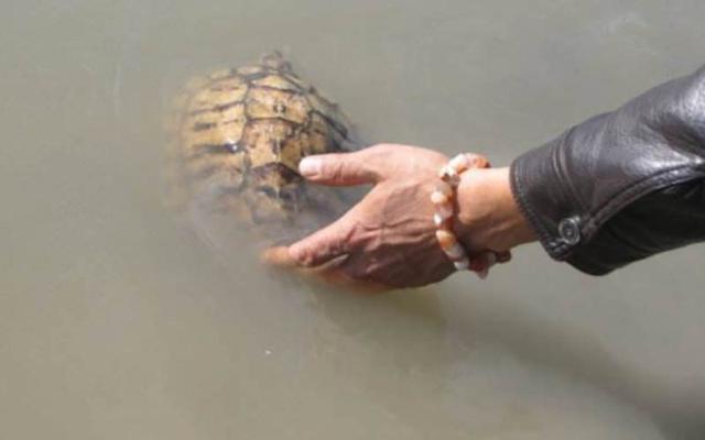 巴西龟可以吃吗，自养的巴西龟能吃吗（巴西龟在我国泛滥成灾）