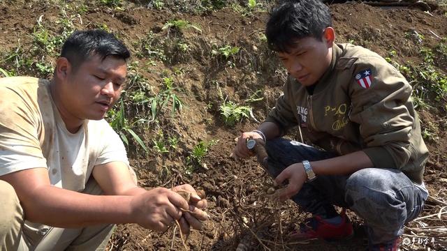 黑心姜的功效与作用，白姜的功效与作用图片（金平：春耕正当时 种姜来致富）