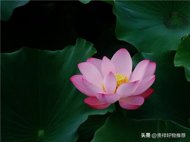 常见水生浮水植物有哪些，浮水植物有哪些品种（避免室内空气过于干燥）