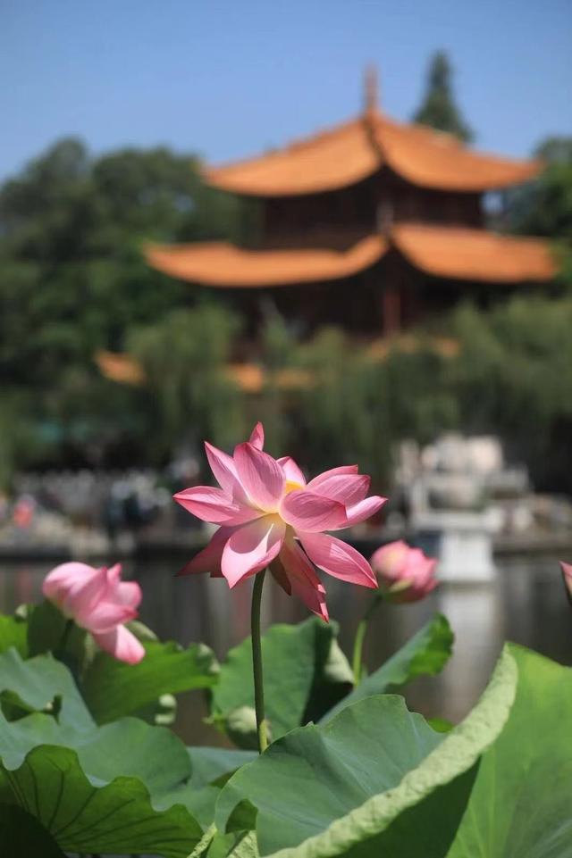 昆明动物园门票，昆明动物园都在哪里（核酸要求开放时间和票价都给你准备好了）
