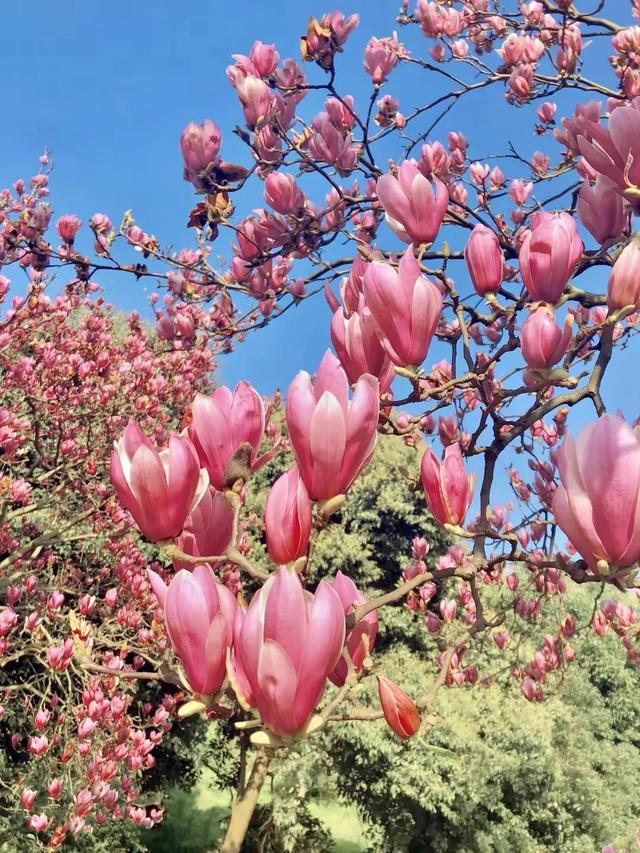 美丽漂亮的白玉兰，分享图片——最漂亮的玉兰花集