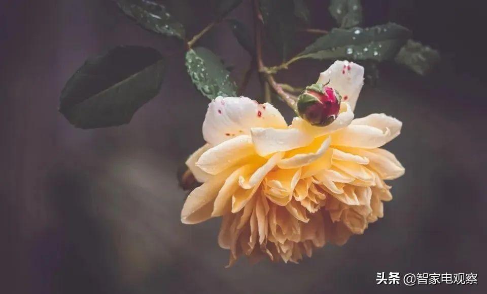 美的家电维修要钱吗吗 美的空调故障 官方维修开价4850元为何18元修好了？