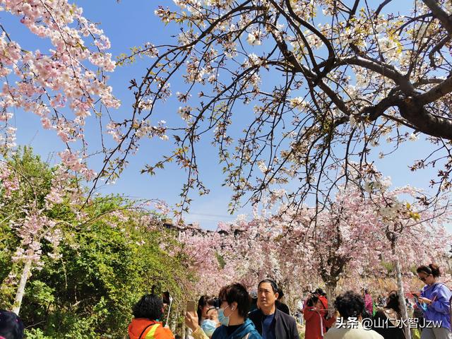 玉泉山樱花节午饭在哪里吃合适，2021-04-15