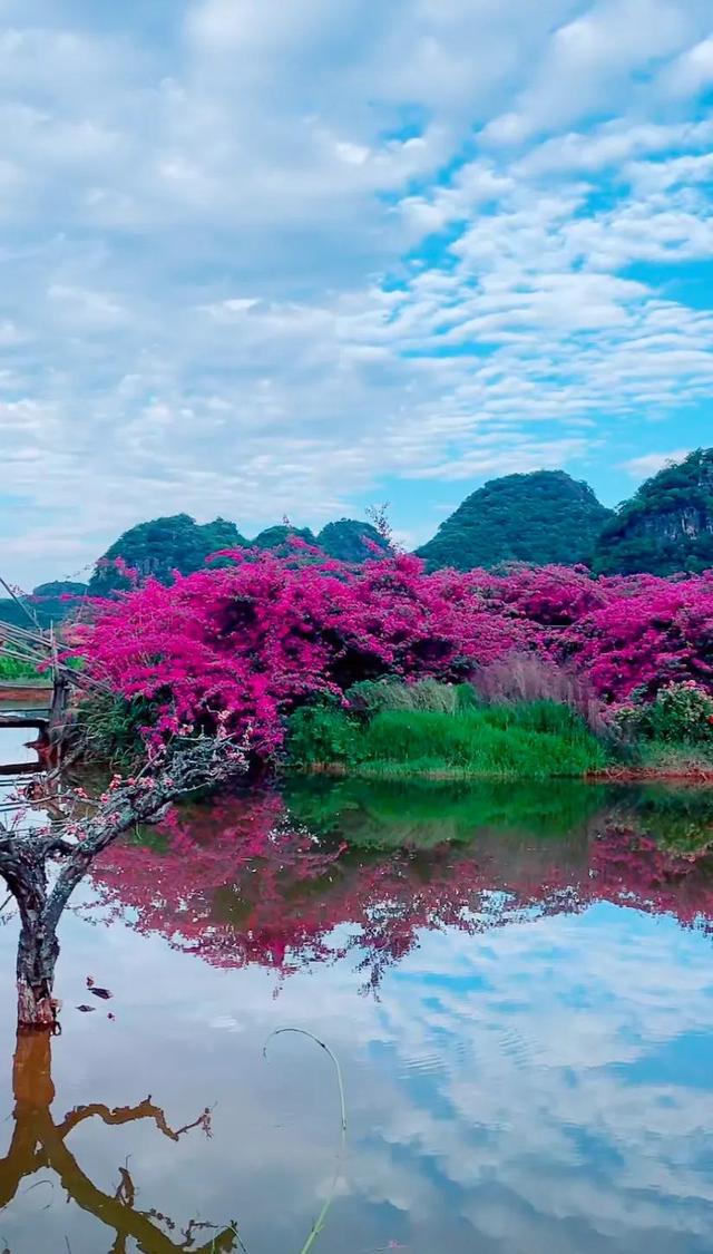 鲜花盛开与心情的美句，形容鲜花带来美好心情的句子（就像你用心雕琢出曼妙字句）