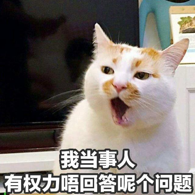 挪威森林猫多少钱一只，纯种挪威森林猫多少钱一只（被称为“行走的人民币”）