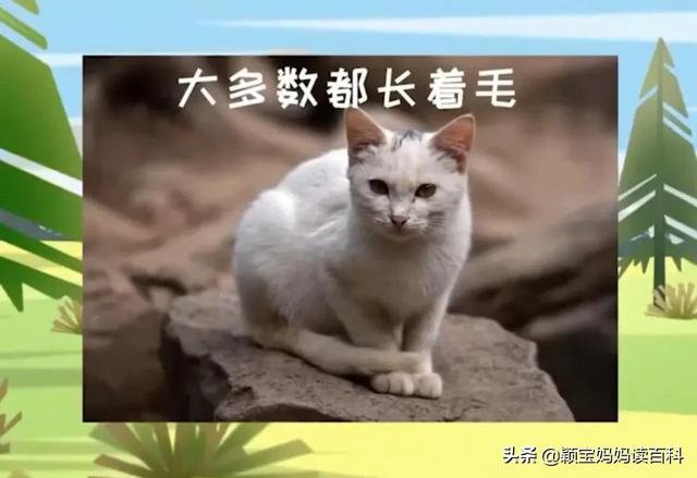 什么叫哺乳动物，什么叫哺乳动物怎么听一遍啊（<二十一>——强大的哺乳动物）