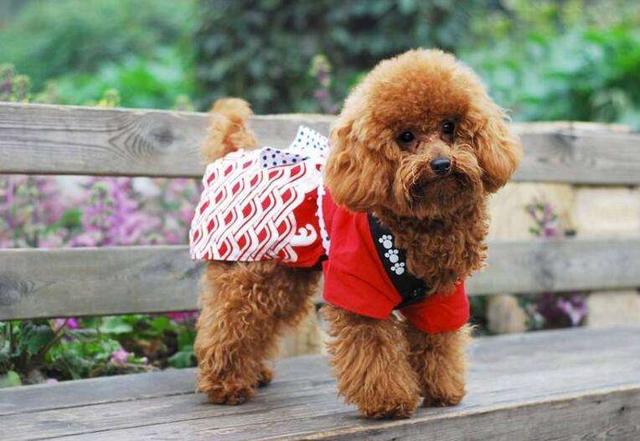 哪种博美犬最好养，很适合懒人养哦