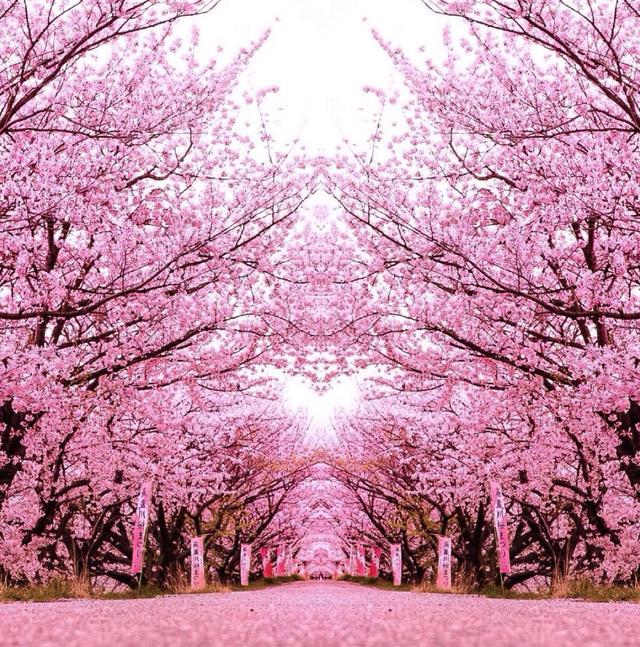 比较有个性一点的花花语，花语是个性的花（十大浪漫花语）