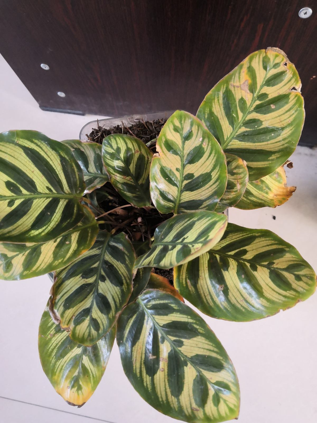 竹芋，竹芋的养殖方法和注意事项（南方烂大街的花）