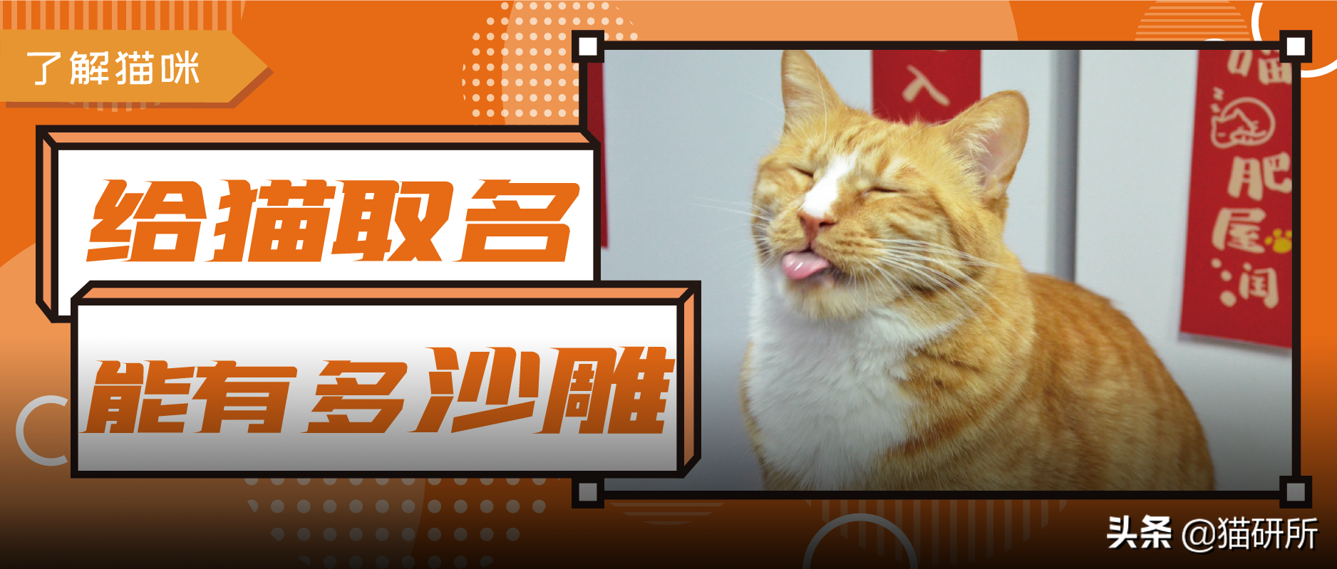 男猫咪高贵洋气的名字(有创意的公猫咪名字大全)
