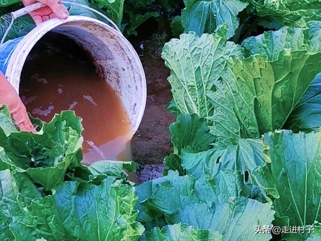 生根粉可以直接撒在土壤里吗，生根粉直接撒土里浇水行吗（生根粉这样搭配，7天根系茂密）