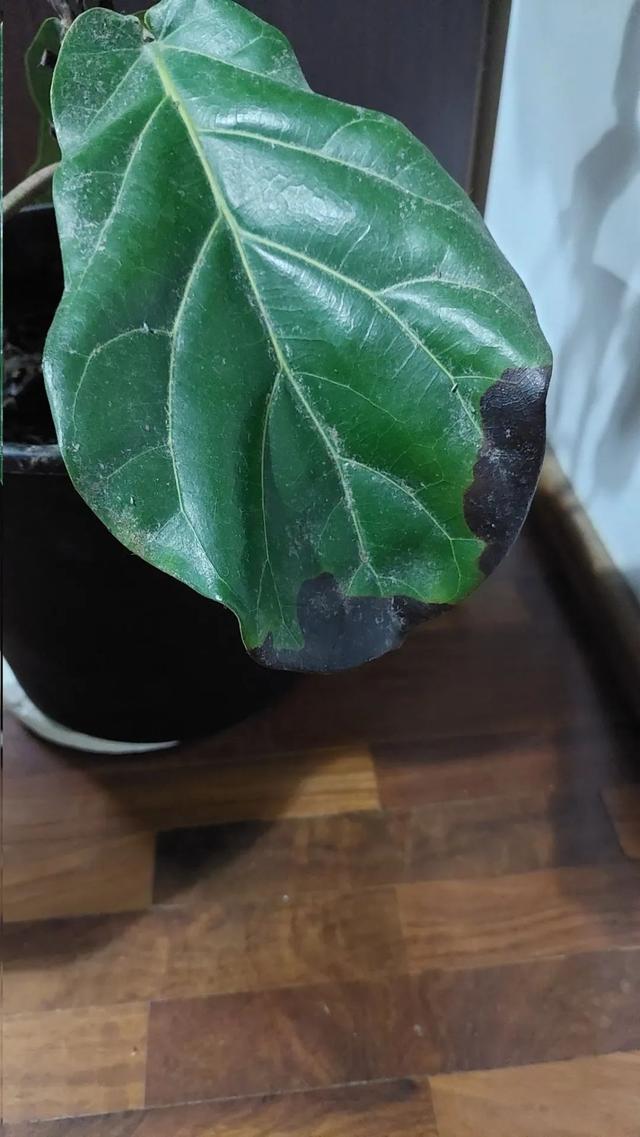 琴叶榕怎么养，琴叶榕怎么养粗壮（养好琴叶榕真不难）