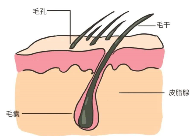 男人的皮燕子是什么（为什么有的人会长“肛毛”）