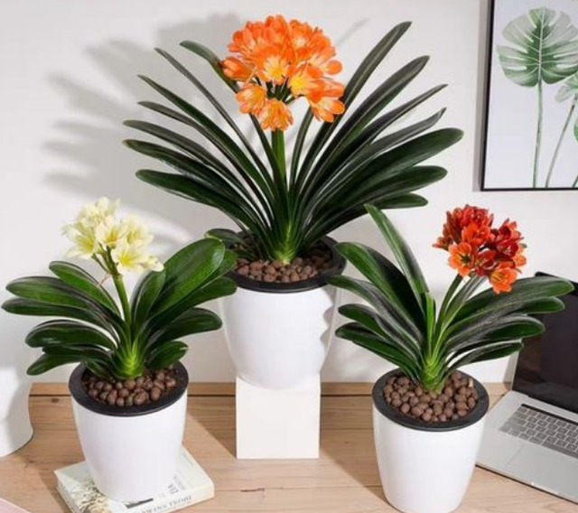 室内植物100种大盆栽，好养而又适合室内养殖的盆栽（园艺师给大家介绍10种适合室内养的花卉盆栽）