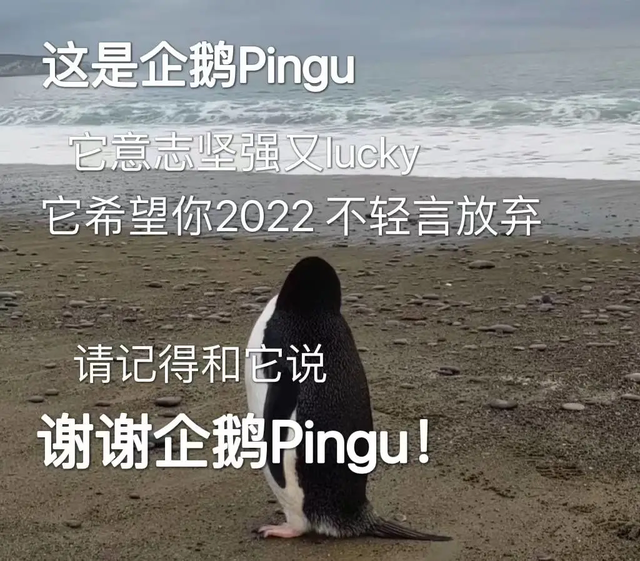 令人哭笑不得的南极企鹅，小企鹅迷路竟从南极游3000公里到新西兰