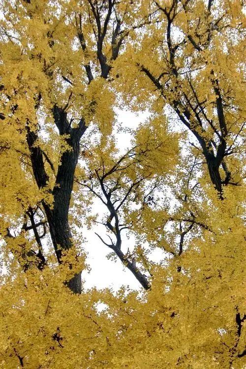 秋天银杏十大绝美诗句，咏上海001号古银杏树