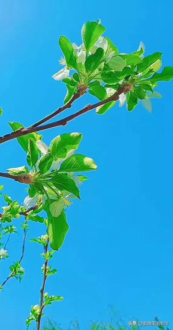 适合发心情的图片   赏图愉快哦:），关于发心情的图片（鲜艳欲滴的花朵）