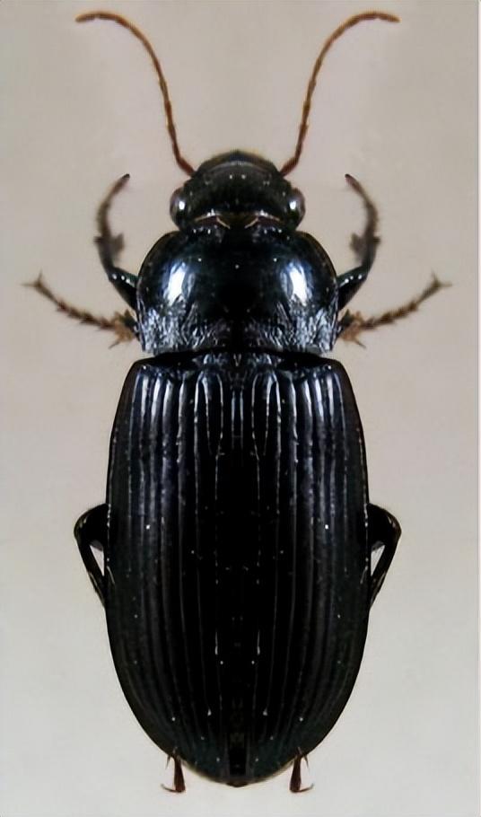 黑色大虫子有点像蟑螂，家里黑色的虫子像蟑螂（京津冀现不明黑色昆虫）