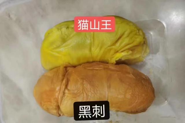 黑刺榴莲和猫山王榴莲哪个好，黑刺榴莲和猫山王榴莲哪个好吃（“马来黑刺”比“猫山王”贵上一倍）