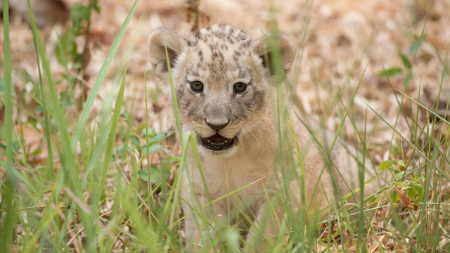 狮子是什么王?森林之王，狮子是什么王（狮子如果碰见了老虎）