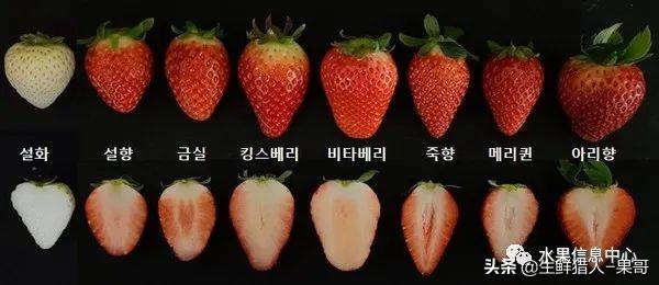 九九草莓特点，九九草莓有几个品种（中国草莓主要产地分布及品种介绍）