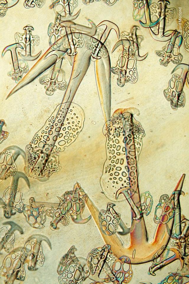 欧美吴彦祖，微信头像，欧美吴彦祖（2018年度最佳野生动物摄影作品图集）