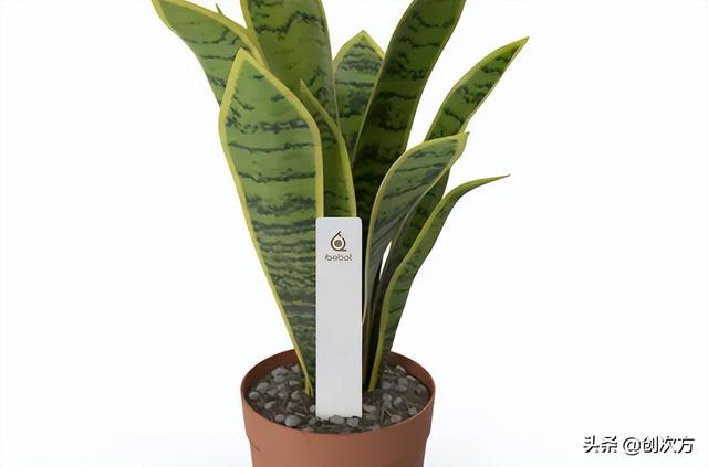 植物观察记录表，三年级植物观察记录表怎么做（植物生长，手机智能记录在册）