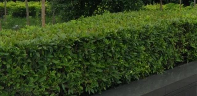 什么是植物，什么是植物染发（简单来认识植物）