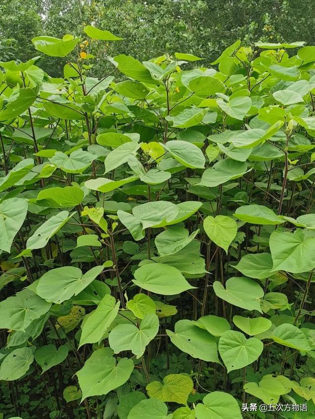 五蠹是哪五个，指的是哪五蠹？之首是儒术吗（中国麻类作物大全）