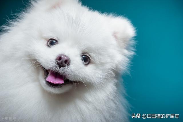 朋友圈宠物简短文案，萌宠精选文案 朋友圈晒宠文案