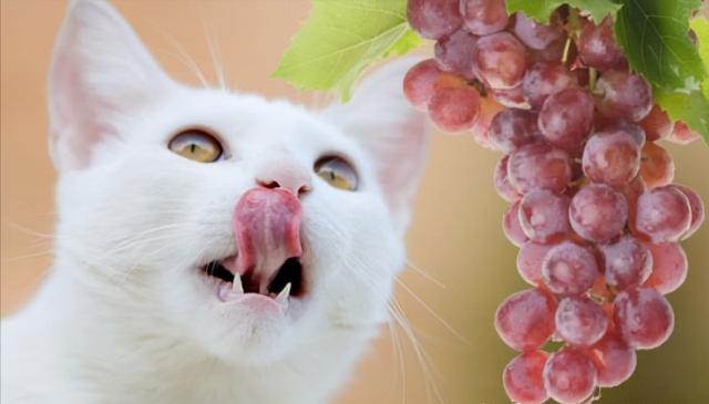 猫咪可以吃苹果吗，猫咪喜不喜欢吃水果（再次提醒：这几种水果不要喂猫）