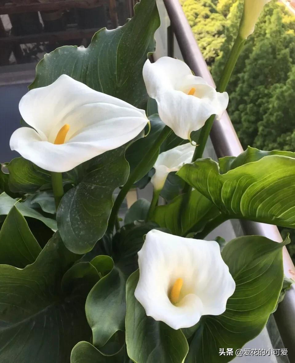 各国的国花是什么花，世界各国的国花是什么（一花一世界‖世界各国的国花你知道多少）