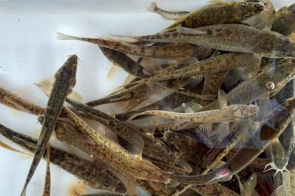 白色的鱼是什么鱼，白色的观赏大鱼是什么鱼（黑龙江鱼类之“三十二杂鱼”图谱）