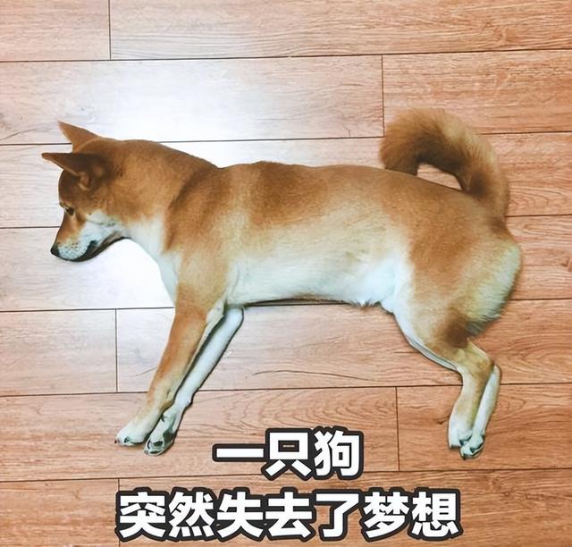 狗狗绝育的好处与坏处，狗狗绝育有什么好处和坏处（过来人告诉你：狗狗“绝育”后）