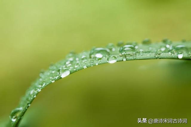 露从今夜白的下一句是什么，露从今夜白下一句是什么（白露：露从今夜白，秋风至此凉）